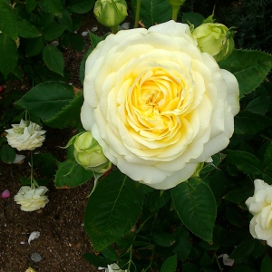 恵花（けいか）