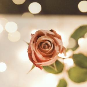 占術家 ローズメロディ