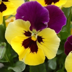 Arielle☆ありえる