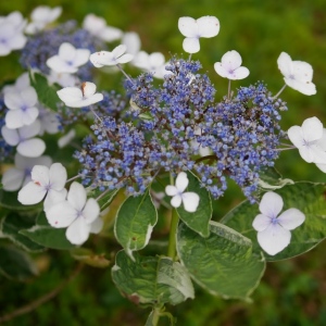 きんいろとかげ