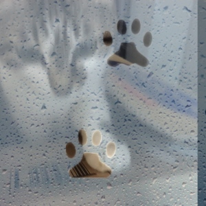 ハッピーキャット